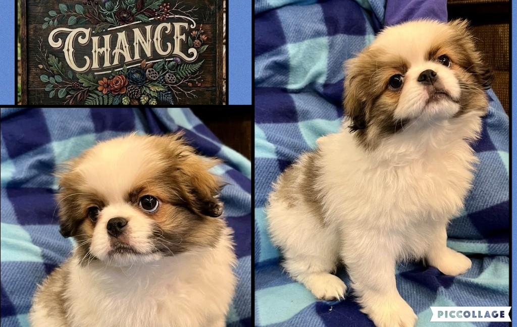 Sable & White male, dob: 1/22/26 ~ confident, inquisitive, bold japanese chin puppy for adoption.