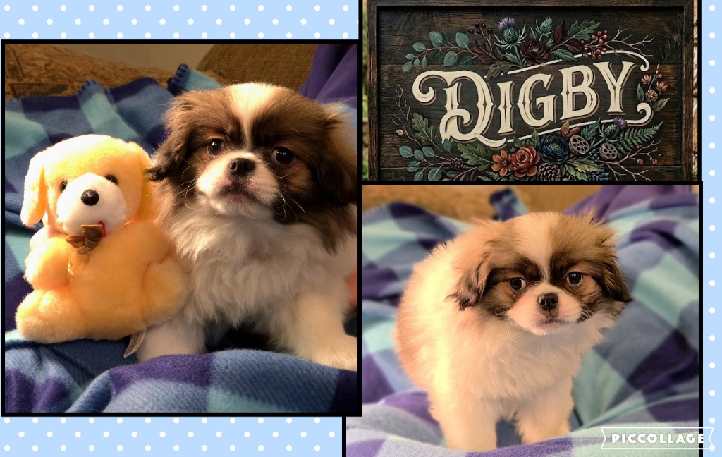 DIGBY ~ Sable & White male, dob: 1/22/26 ~ entertaining, fearless, diminutive