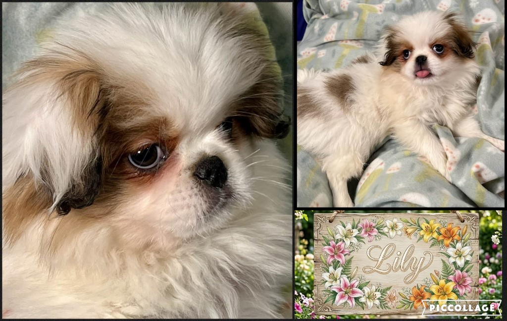 LILY-Sable & White female, dob: 1/22/26 ~ cuteness overload, playful, unique white ear japanese puppy for adoption.