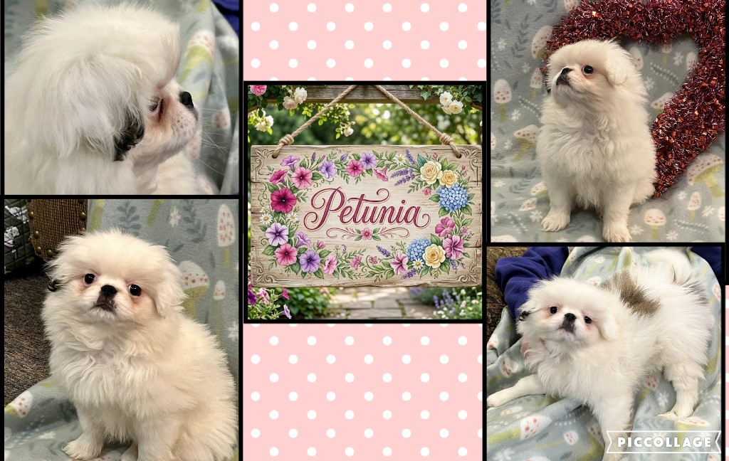 PETUNIA ~ White & Sable female, dob: 1/22/26 ~ spunky, petite, playful japanese chin puppy for adoption.