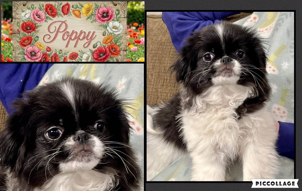 Poppy a black and white female japanese chin puppy for adoption.