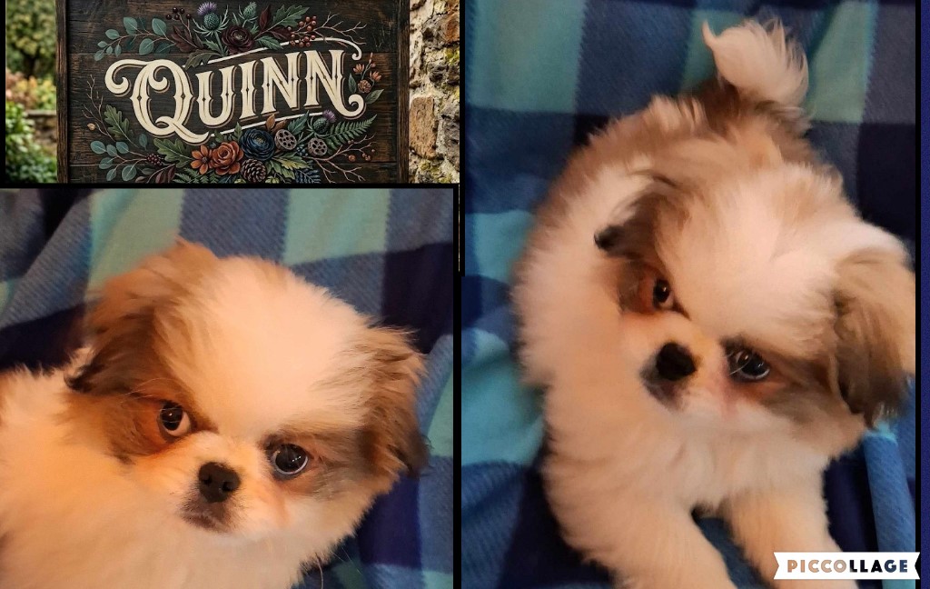QUINN ~ Sable & White male, dob: 1/22/26 ~ exuberant, expressive, bouncy japanese chin puppy for adoption.