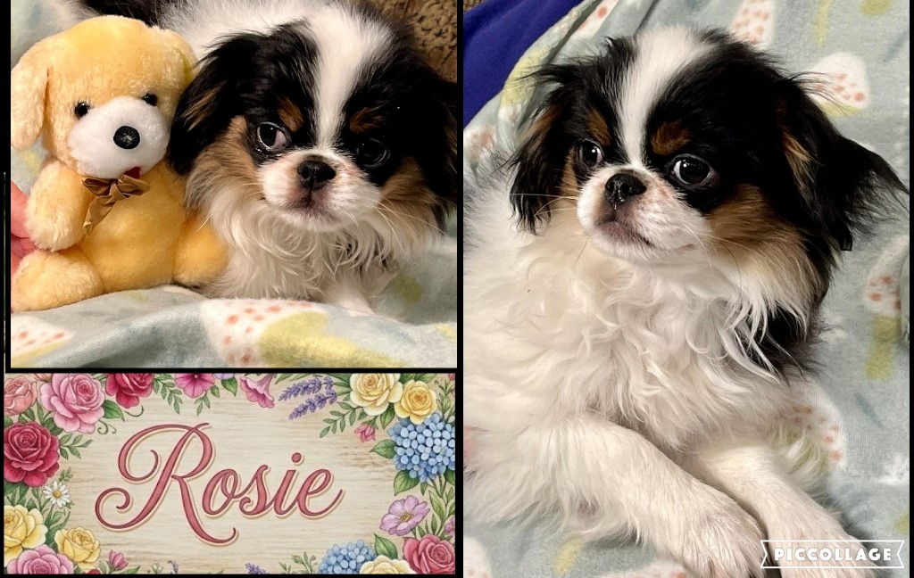 rosie a tri color female japanese chin puppy for adoption.