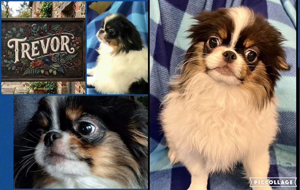 trevor japanese chin tri color male puppy for adoption.
