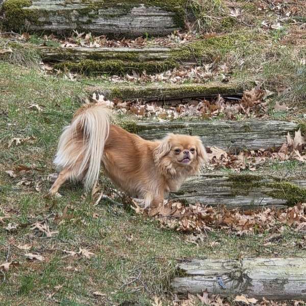 frankie an adoptable japanese chin exploring outside.