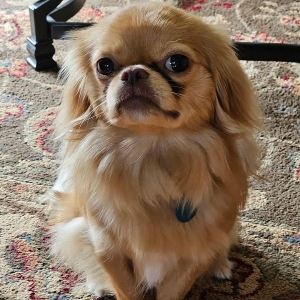 frankie a japanese chin for adoption.